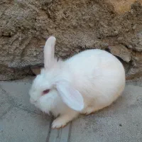 خرگوش لوپ|موش و خرگوش|مریوان, |دیوار