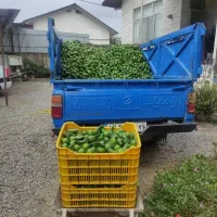 نارنگی ژاپنی
