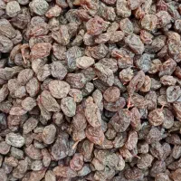 آفتابی قندبالا( تاکستان)|عمده‌فروشی|تهران, جمال‌زاده|دیوار