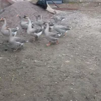 قو غاز وغاز محلی