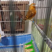 جوجه سره قناری|پرنده|تهران, آهنگ|دیوار