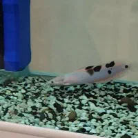 کت فیش آکواریومی