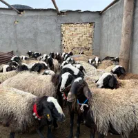 میش های بره دار و ابستن سنگین