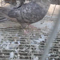 کبوتر موشی ماده