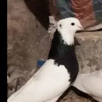 کبوتر|پرنده|نورآباد ممسنی, |دیوار