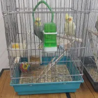 عروس هلندی|پرنده|یزد, |دیوار