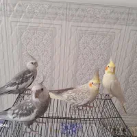 عروس هلندی