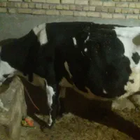 گاو و گوساله ماده سیمینتال|حیوانات مزرعه|هرسین, |دیوار