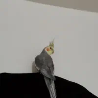 عروس هلندی نر دستی سخنگو|پرنده|شاهینشهر, فیض|دیوار