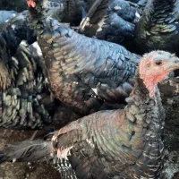 بوقلمون برنز