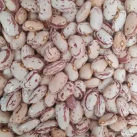 لوبیا چیتی تازه امسال