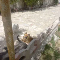 سگ پامر وشیهوا