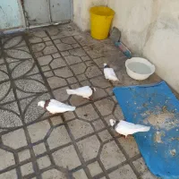 کفتر طوق فروش یا معاوضه|پرنده|شیراز, شیخ علی چوپان|دیوار