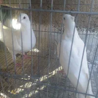 جفت کبوتر پلاکی سفید