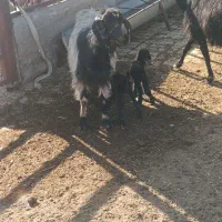 فروش بز|حیوانات مزرعه|جعفرآباد, |دیوار