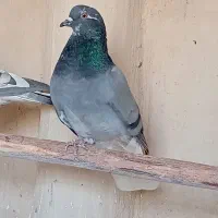 کبوتر خوب|پرنده|جعفرآباد, |دیوار