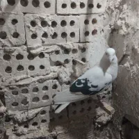 کبوتر|پرنده|مشهد, سمزقند|دیوار