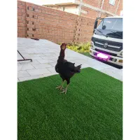 مرغ لاری