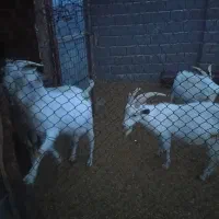 کهره نر سانن یکساله کیلویی ۵۹۰