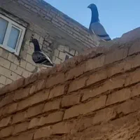 کبوتر|پرنده|حمیدیا, |دیوار