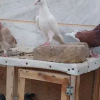 کفتر پرشی