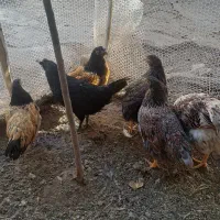 ویاندوت،وروک.لاکنزی،گلپایگان|حیوانات مزرعه|مشهد, ویلاشهر|دیوار