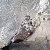 کفتر پرشی|پرنده|فولادشهر, B7|دیوار