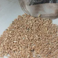 گندم