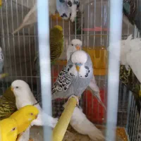 مرغ عشق|پرنده|میاندوآب, |دیوار