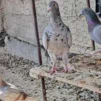 کبوتر گلی ماده جوان|پرنده|وحدتیه, |دیوار