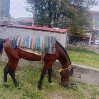 اسب دارم نجیب عرب کرد|اسب و تجهیزات اسبسواری|ماسال, |دیوار