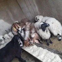 فروش گوسفند زنده پرواری و محلی سالم
