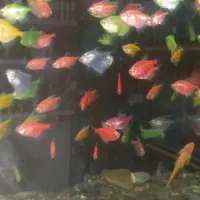 انواع ماهی گیاه خوار گوشت‌خوار دیسکس و...