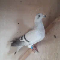 کفتر بوم جفتگاه