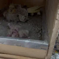 ۳ جفت عروس هلندی روی جوجه با قناری