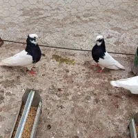 ی جفت  طوقی سیاه واکسی نرو ماده و یک عدد ماده زرد