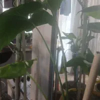 ۵عدد گل سرحال خوشگل بفروش میرسد|گل و گیاه طبیعی|تهران, تهرانپارس غربی|دیوار