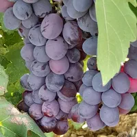 فروش انگور سیاه. ثمر قندی