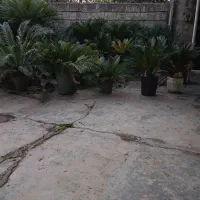 فروش فوری تعدادی سیکاس|گل و گیاه طبیعی|عباسآباد, |دیوار