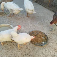 مرغ و خروس لاری اصل و برهما