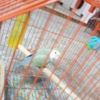 طوطی برزیلی