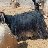 ۱۶عدد بز درجه یک بز هیکلی داشتی کوشتی|حیوانات مزرعه|خرم‌آباد, |دیوار