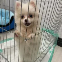 واگذاری رایگان پامر