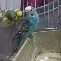 مرغ عشق مولد|پرنده|پاکدشت, شهرک امام رضا|دیوار