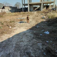 اجاره ۱۰۰۰ متری در گیل