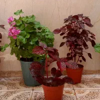 گل شمعدانی و رنگ خونی