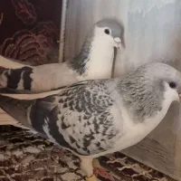 ساده سبز مگسی