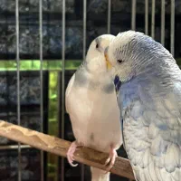 عروس هلندی و مرغ عشق با تخفیف‌ ویژه|پرنده|آبیک, |دیوار