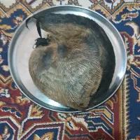 هیزه