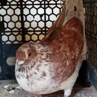 گرفته|حیوانات|کرمانشاه, |دیوار